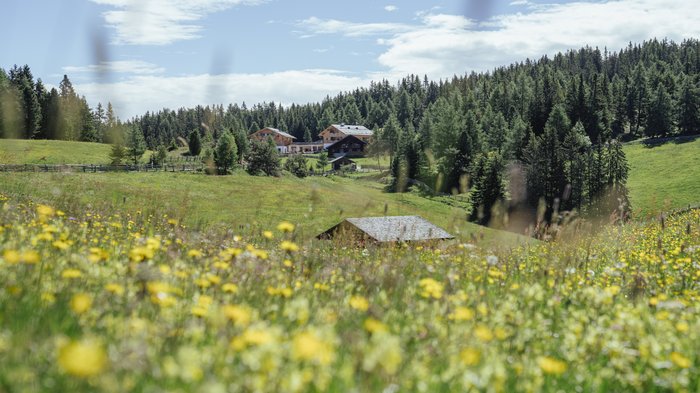 Unterkünfte Gitschberg Jochtal: Angebote Das Bild zeigt eine blühende Wiese mit gelben Blumen im Vordergrund, hinter der sich eine ländliche Landschaft mit Wäldern und einigen Holzhäusern erstreckt. Im Hintergrund sind dichte grüne Wälder und ein blauer Himmel mit einigen Wolken zu sehen.